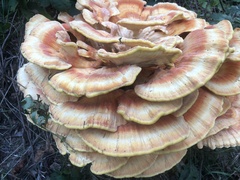 Laetiporus cincinnatus