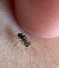 Psocidae