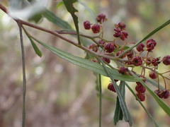 Dodonaea viscosa