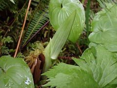 Veratrum viride