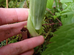 Veratrum viride