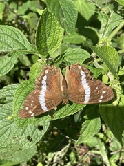 Anartia fatima