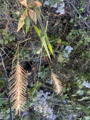 Elymus villosus