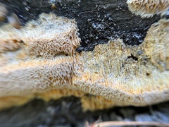 Pycnoporellus alboluteus