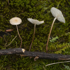 Mycetinis scorodonius