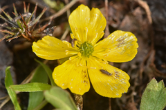 Ranunculus eschscholtzii