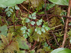 Coptis aspleniifolia