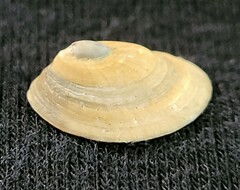 Patella pellucida