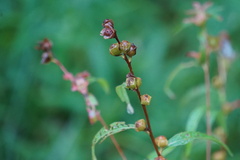 Ludwigia alternifolia