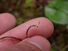 Coptis aspleniifolia