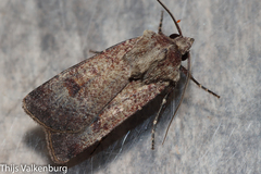 Agrotis trux