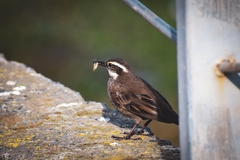 Cinclodes patagonicus