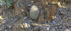 Mammillaria tetrancistra
