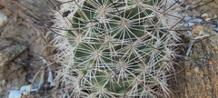 Mammillaria tetrancistra