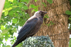 Corvus monedula