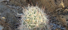 Mammillaria tetrancistra