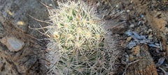 Mammillaria tetrancistra