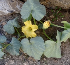Cucurbita pepo