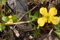 Ranunculus eschscholtzii