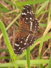 Anthanassa texana texana