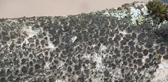 Lecidella elaeochroma