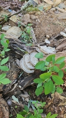 Trametes menziesii