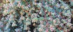 Euphorbia melanadenia