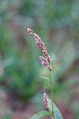 Persicaria extremiorientalis