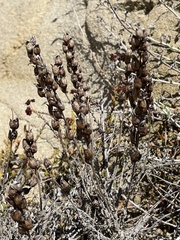 Castilleja foliolosa