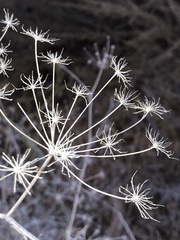 Apiaceae