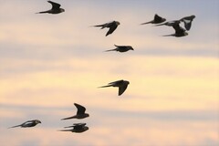 Nymphicus hollandicus