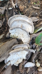 Trametes menziesii