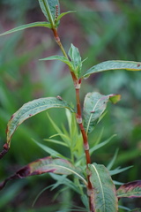 Persicaria extremiorientalis