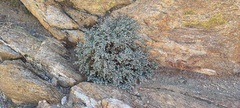 Euphorbia melanadenia