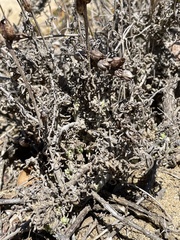 Castilleja foliolosa