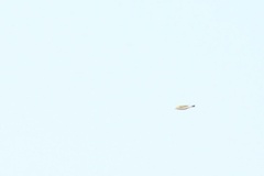 Leiothlypis peregrina