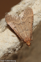 Bostra obsoletalis