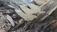 Trametes menziesii