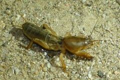 Gryllotalpa