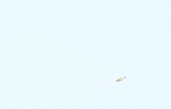 Leiothlypis peregrina