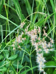 Melinis repens