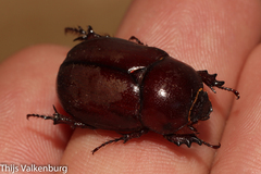 Phyllognathus excavatus
