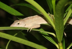 Anolis sagrei