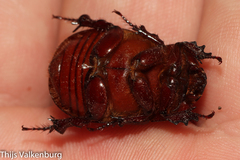 Phyllognathus excavatus