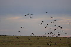 Nymphicus hollandicus