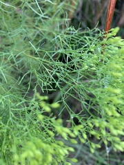 Euthamia caroliniana