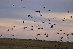 Nymphicus hollandicus