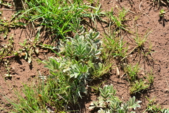 Potentilla hippiana