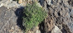 Carlowrightia arizonica