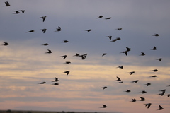 Nymphicus hollandicus